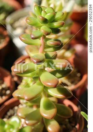 Sedum /綠色的松樹 Sedum /綠色的松樹 29052394
