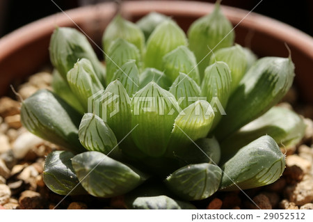 Haorthia / Obtoosa Haorthia / Obtoosa 29052512