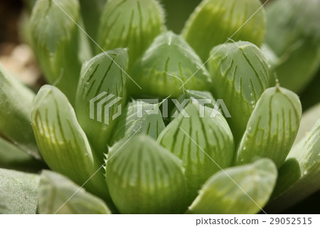 Haorthia / Obtoosa Haorthia / Obtoosa 29052515