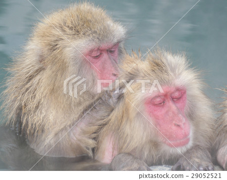 Hot spring monkey (hair scrub, up) 29052521