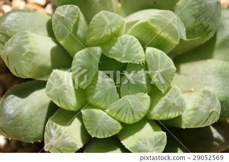 Haorthia / Obtoosa 29052569