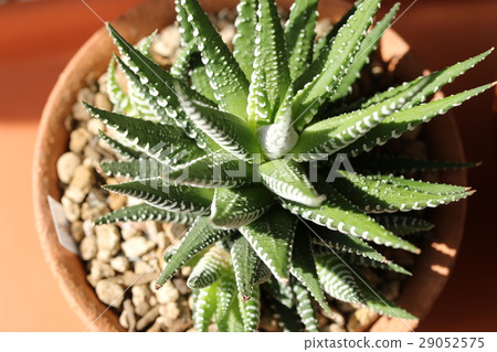 Haorthia / Twelve Volume 29052575