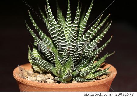 Haorthia / Twelve Volume 29052578