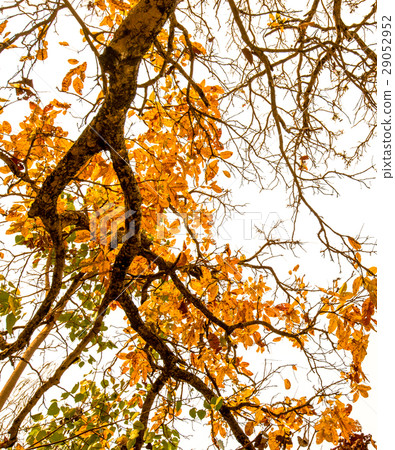 Under deciduous trees 2 Under deciduous trees 2 29052952
