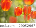 鬱金香 29052967