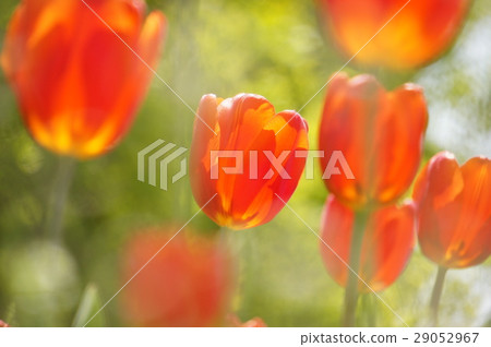 鬱金香 29052967