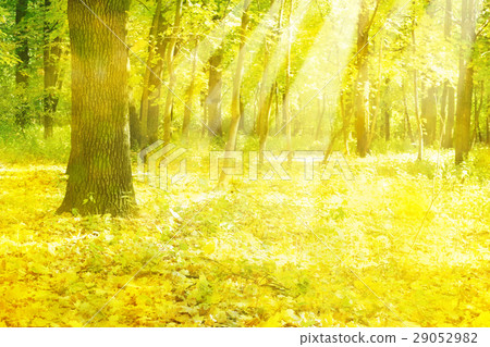 Autumnal  forest  in sunshine. 29052982
