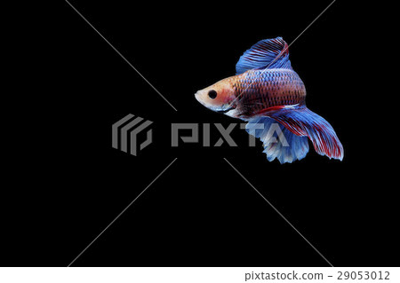 Siamese fighting fish Siamese fighting fish 29053012