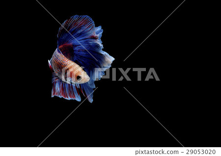 Siamese fighting fish Siamese fighting fish 29053020