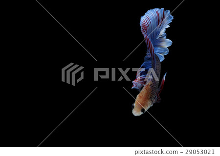Siamese fighting fish Siamese fighting fish 29053021