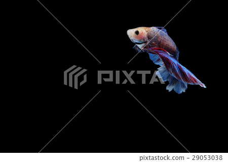 Siamese fighting fish Siamese fighting fish 29053038