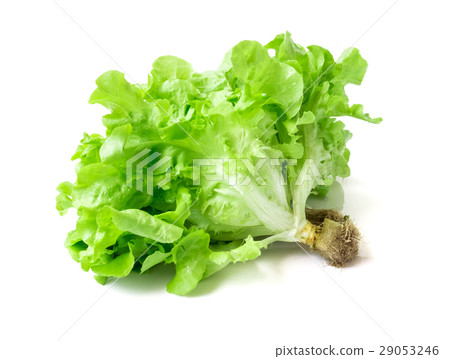 Fresh green lettuce salad on white background Fresh green lettuce salad on white background 29053246