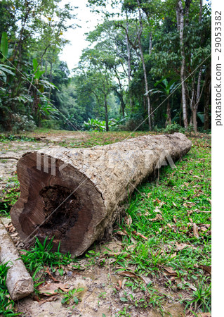 The trunk of a fallen tree in a green forest. 29053382