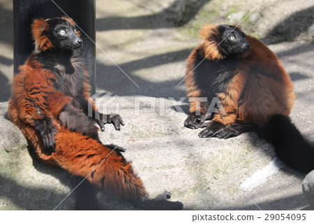 2 red rind lemurs 29054095
