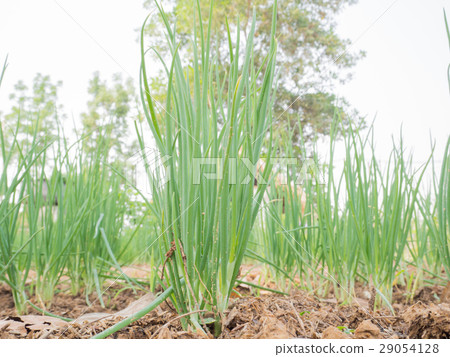 Spring Onions 29054128