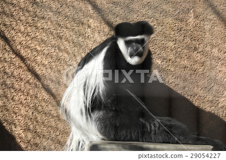 阿比西尼亞疣猴 阿比西尼亞疣猴 29054227