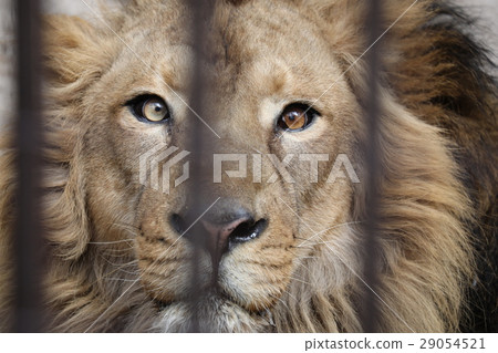 印度獅子 29054521