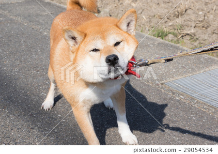 Shiba Dog運動拒絕 Shiba Dog運動拒絕 29054534