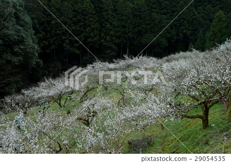 Satoyama沒有梅花林 Satoyama沒有梅花林 29054535