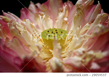 Closeup lotus seeds Closeup lotus seeds 29054537