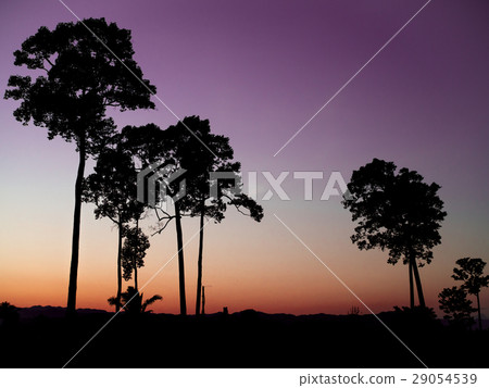 Silhouette big trees during sunset Silhouette big trees during sunset 29054539