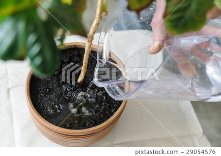 Replanting houseplant. 29054576