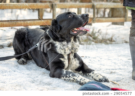 Caucasian shepherd dog laying on the snow 29054577