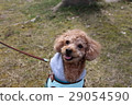 看著所有者的愛犬 29054590