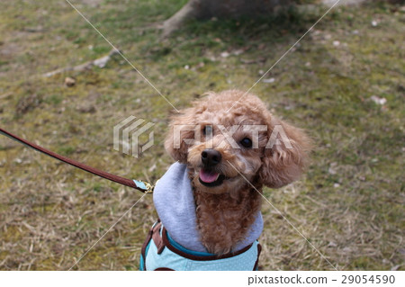 Pet dog looking up at the owner Pet dog looking up at the owner 29054590