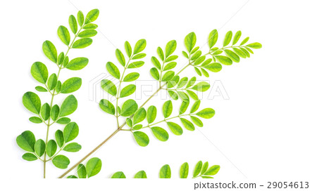 Moringa leaves (Thai herbs) on a white background. 29054613