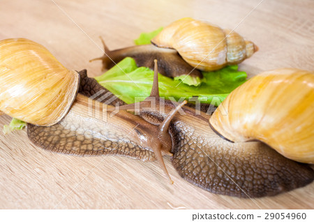 Three giant african snail Achatina Three giant african snail Achatina 29054960