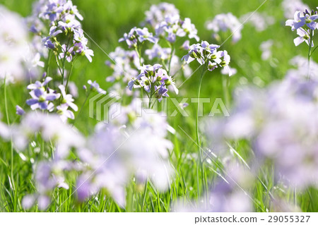 Cokoo flower Cokoo flower 29055327