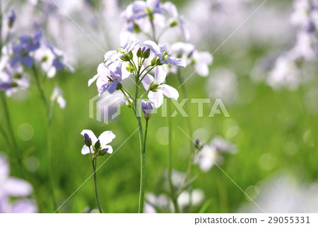 Cokoo flower 29055331