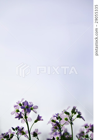 Cokoo flower 29055335