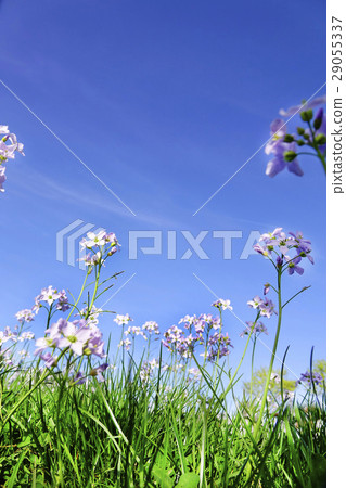 Cokoo flower 29055337