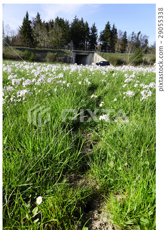 mouseholes in the grass mouseholes in the grass 29055338