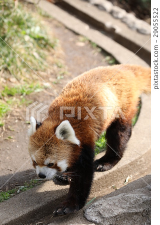 紅熊貓走 29055522