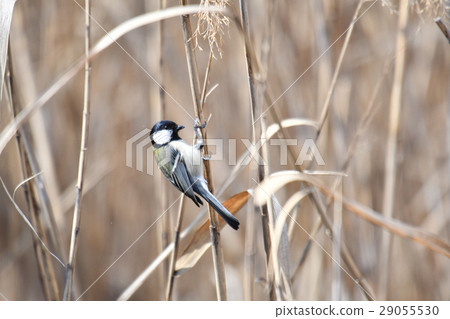 Yatsu tidelid wild bird Yatsu tidelid wild bird 29055530
