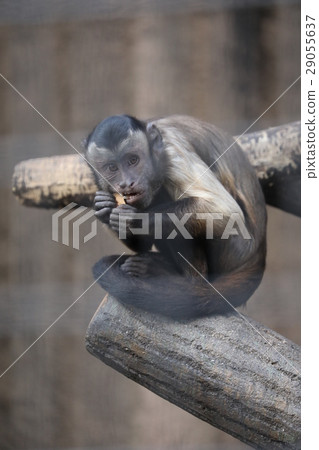 在膳食期間的Husa薑黃 29055637