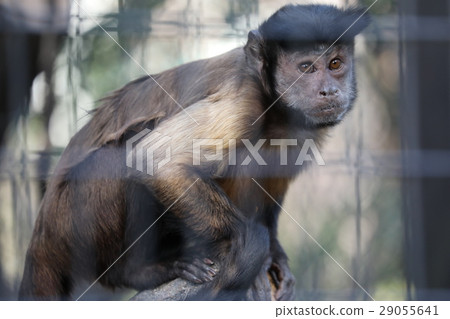 Tufted capuchin monkey 29055641