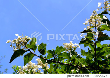 Summer Kuyama mountain alpine flower blooms scenery 29055674