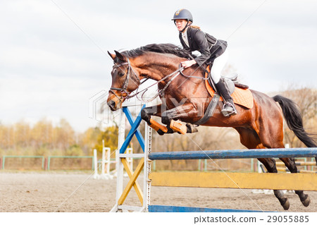 Young horseback sportsgirl jumping on show jumping Young horseback sportsgirl jumping on show jumping 29055885