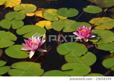 Water lily 29056344