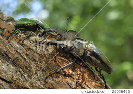 Miyamakuwagata和Aokanabun 29056436