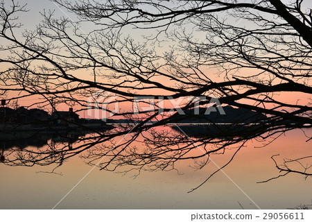 Silhouette of a tree of Nanja Monja with Nagi's Matsumigaura back 29056611