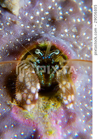 石化Kannashi寄居蟹 29056805