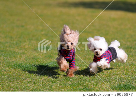 狗茶杯子長捲毛狗追逐 29056877