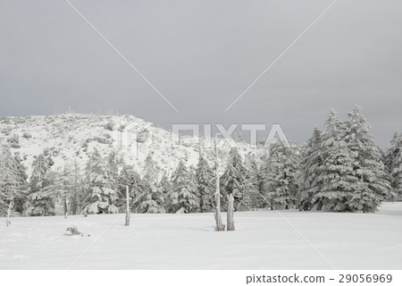 Tsuboniwa Top·Tsubosaka自然公園（長野縣）的景色 29056969