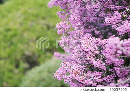 JANOME Erika and green copy space 29057395