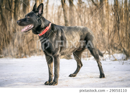 belgian shepherd Groenendael full lenght portrait belgian shepherd Groenendael full lenght portrait 29058110